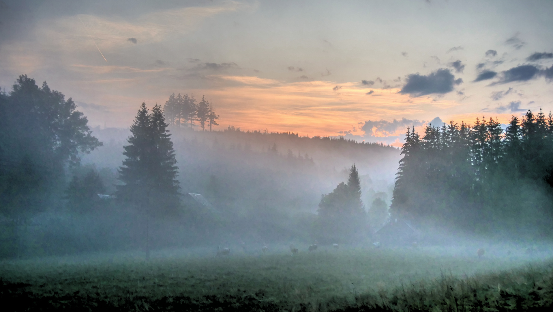 Abendliche Viehweide