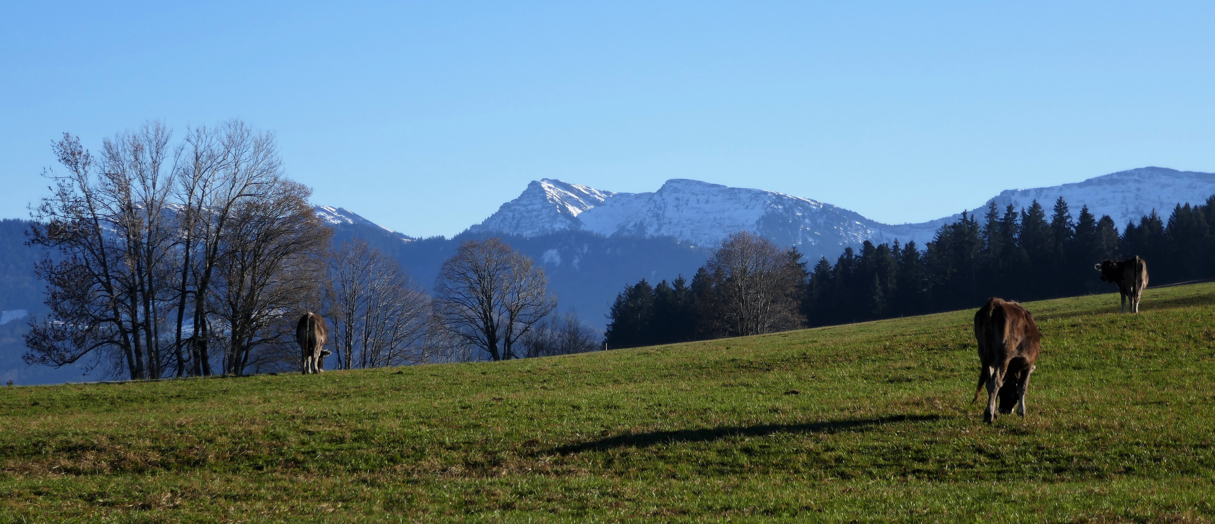 Abendliche Viehweide