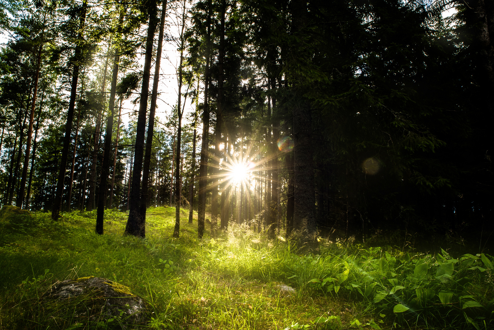 Abendliche Waldszene