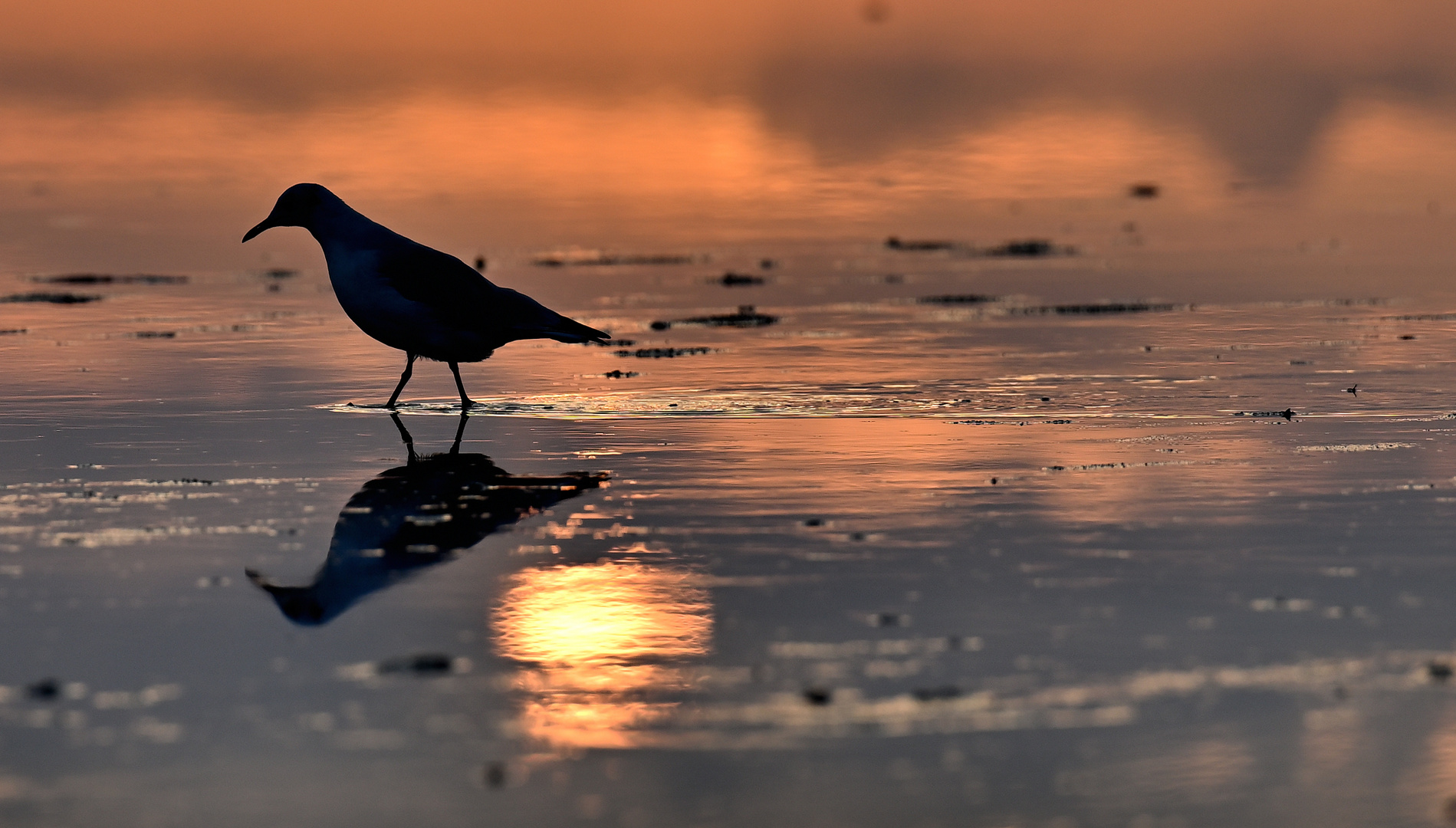 Abendliche Wattwanderung