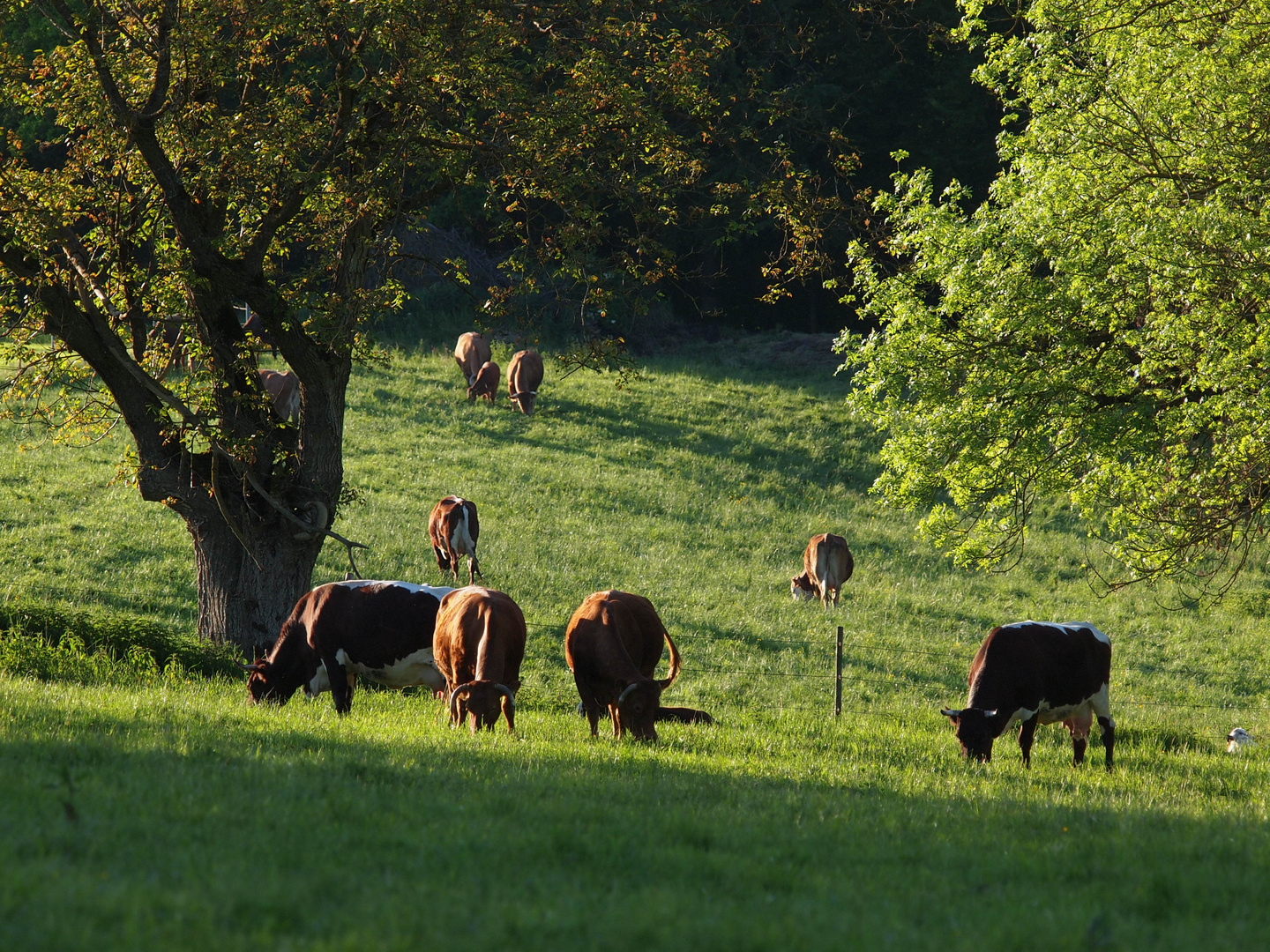 abendliche Weide