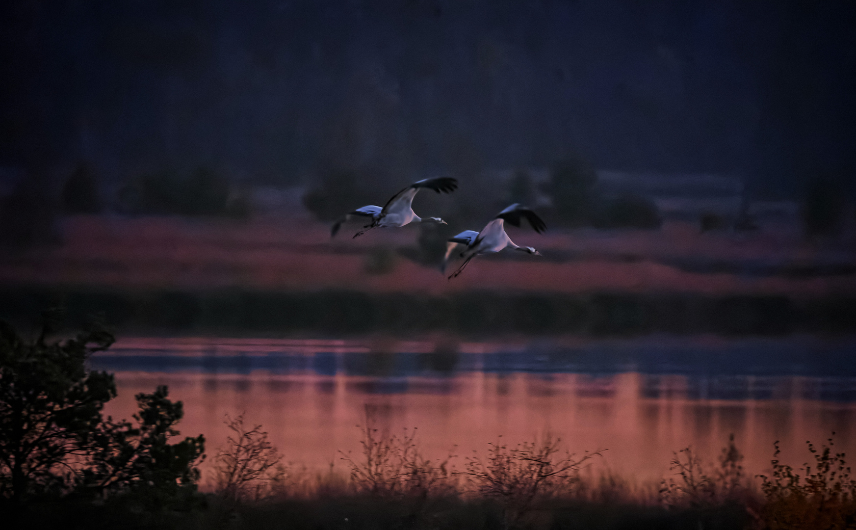 Abendlicher Anflug der Kraniche 1