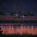 Abendlicher Anflug der Kraniche 1