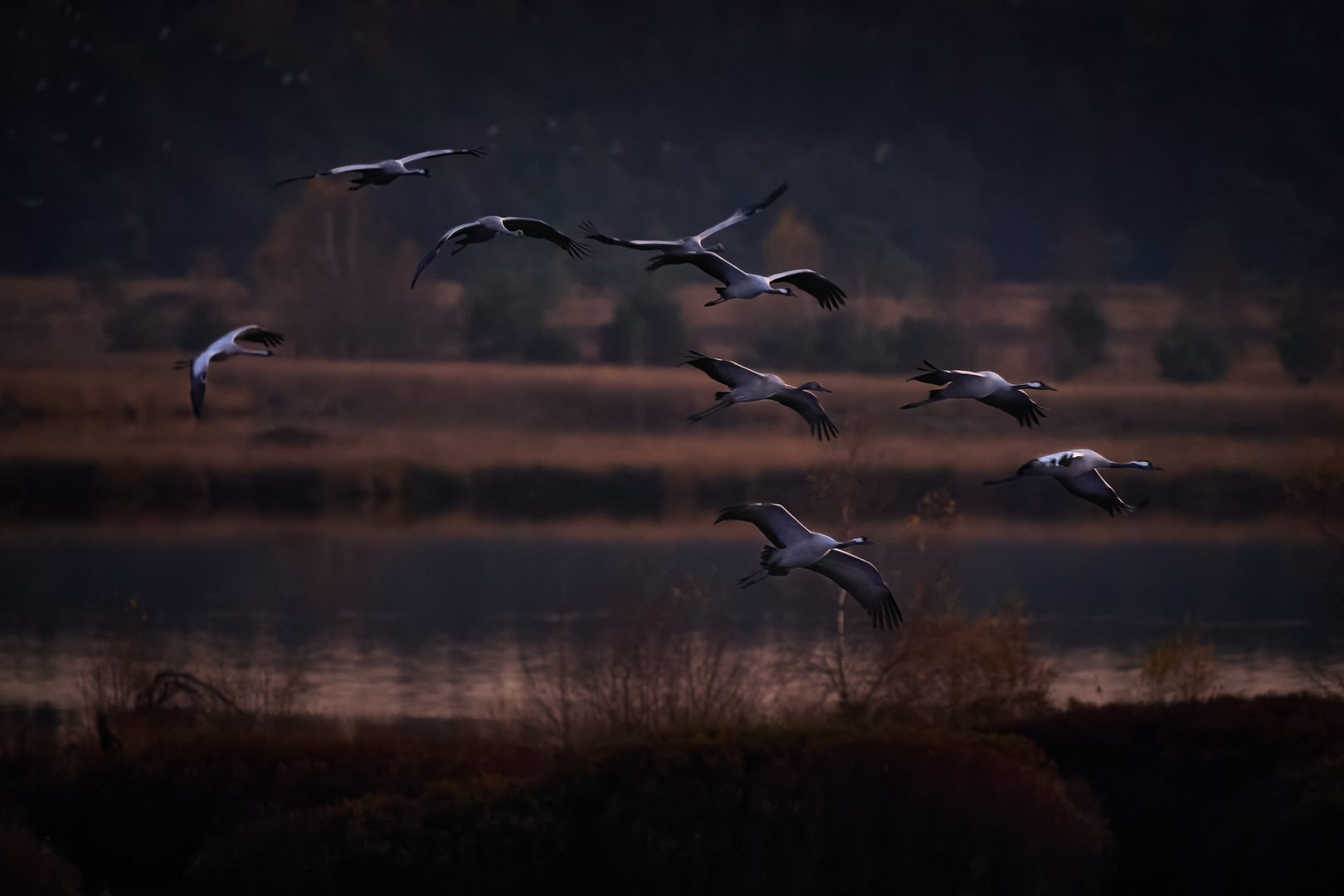 Abendlicher Anflug der Kraniche 4