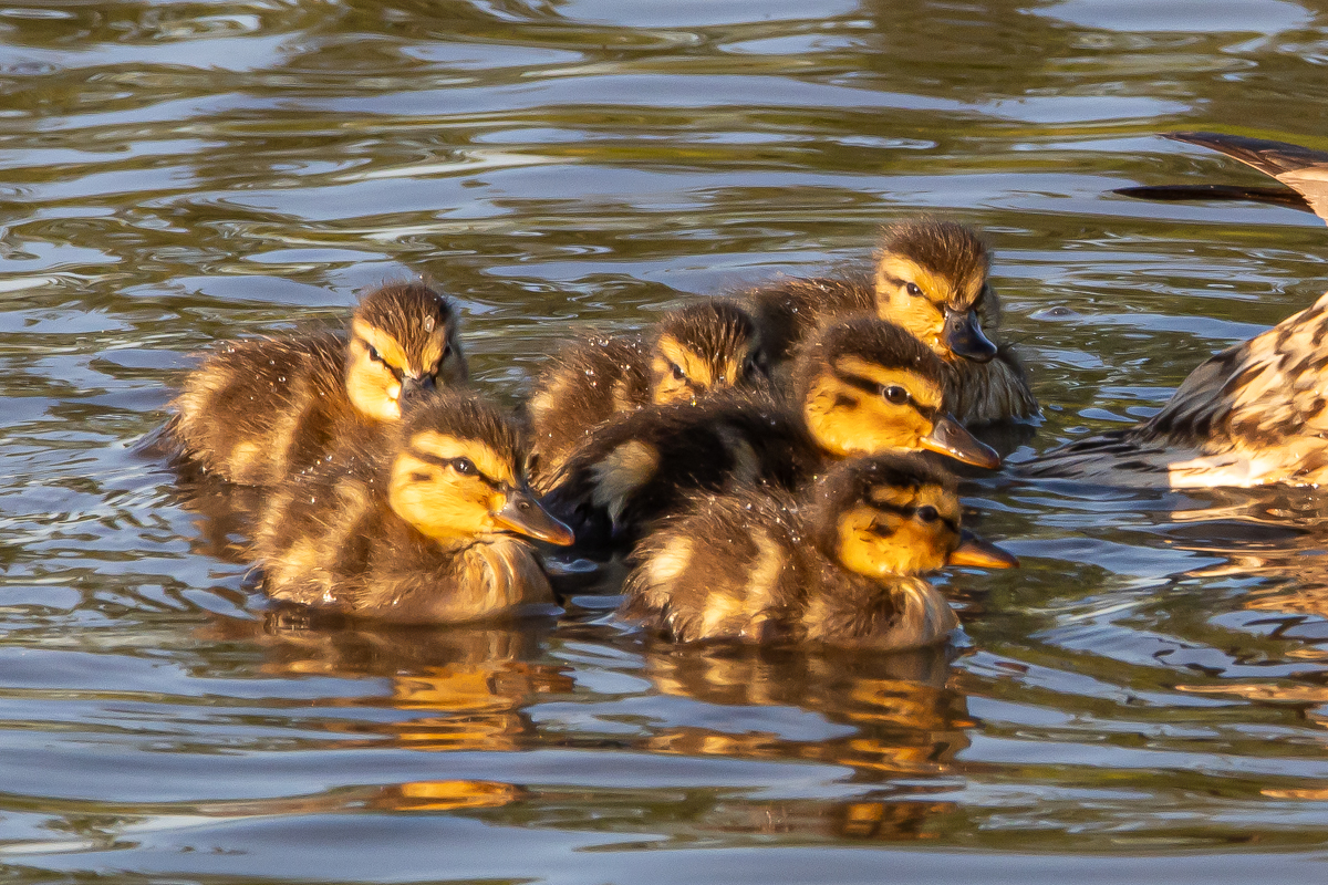 Abendlicher Ausflug der jungen Enten