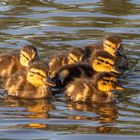 Abendlicher Ausflug der jungen Enten