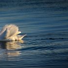 Abendlicher Ausflug mit Spiegelbild