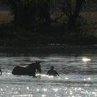 Abendlicher Badespaß in der Naab II