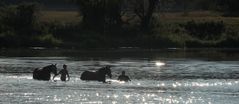 Abendlicher Badespaß in der Naab II