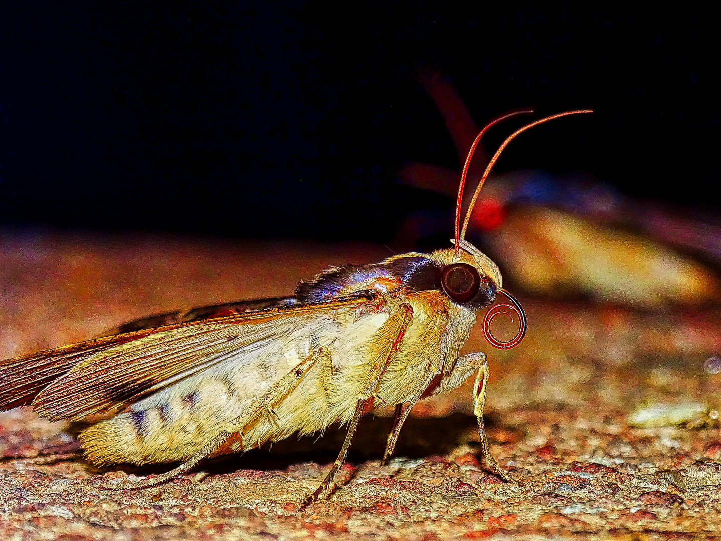 Abendlicher Besuch (2019)