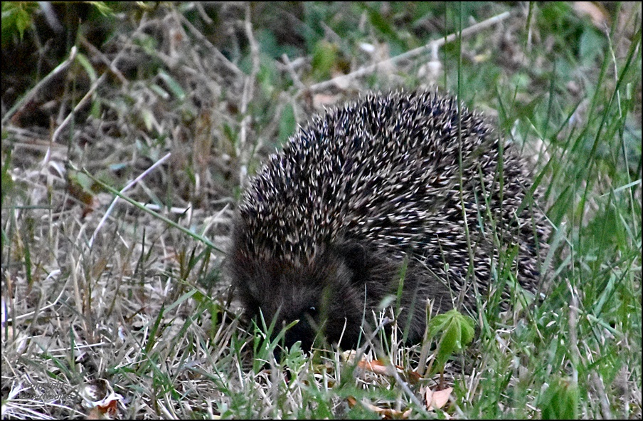 Abendlicher Besuch...