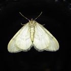 Abendlicher Besuch am Küchenfenster