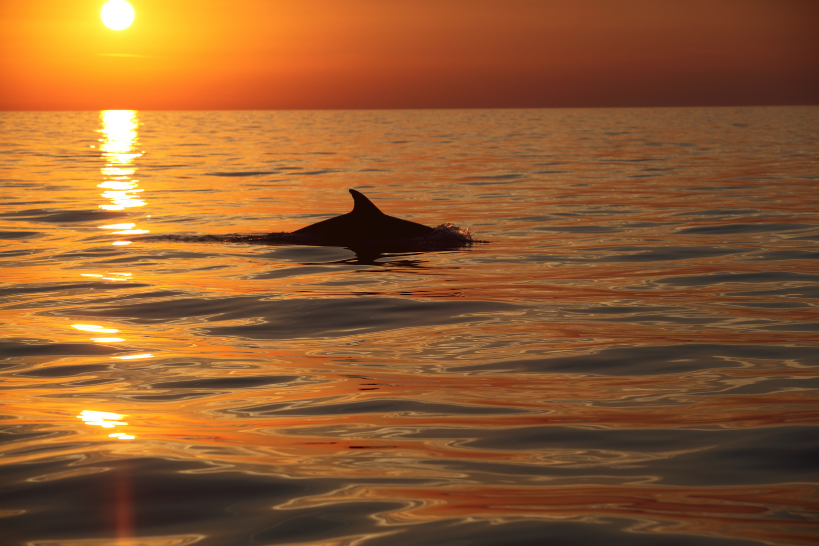 Abendlicher Besuch auf dem Wasser