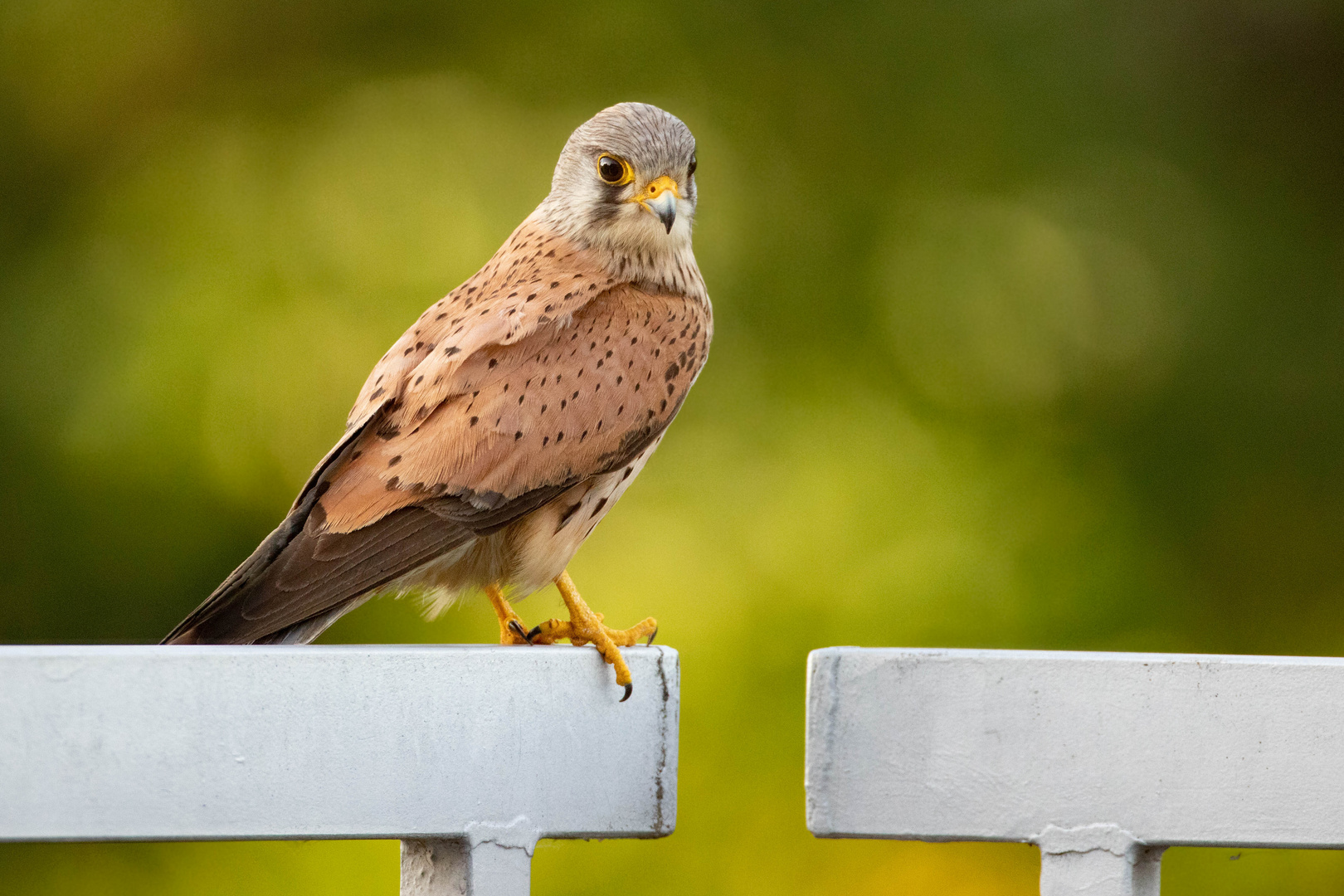 Abendlicher Besuch auf der Dachterrasse - Turmfalke