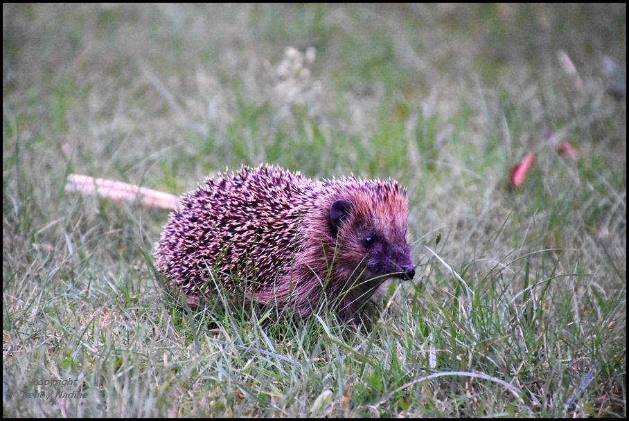 Abendlicher Besucher !!!