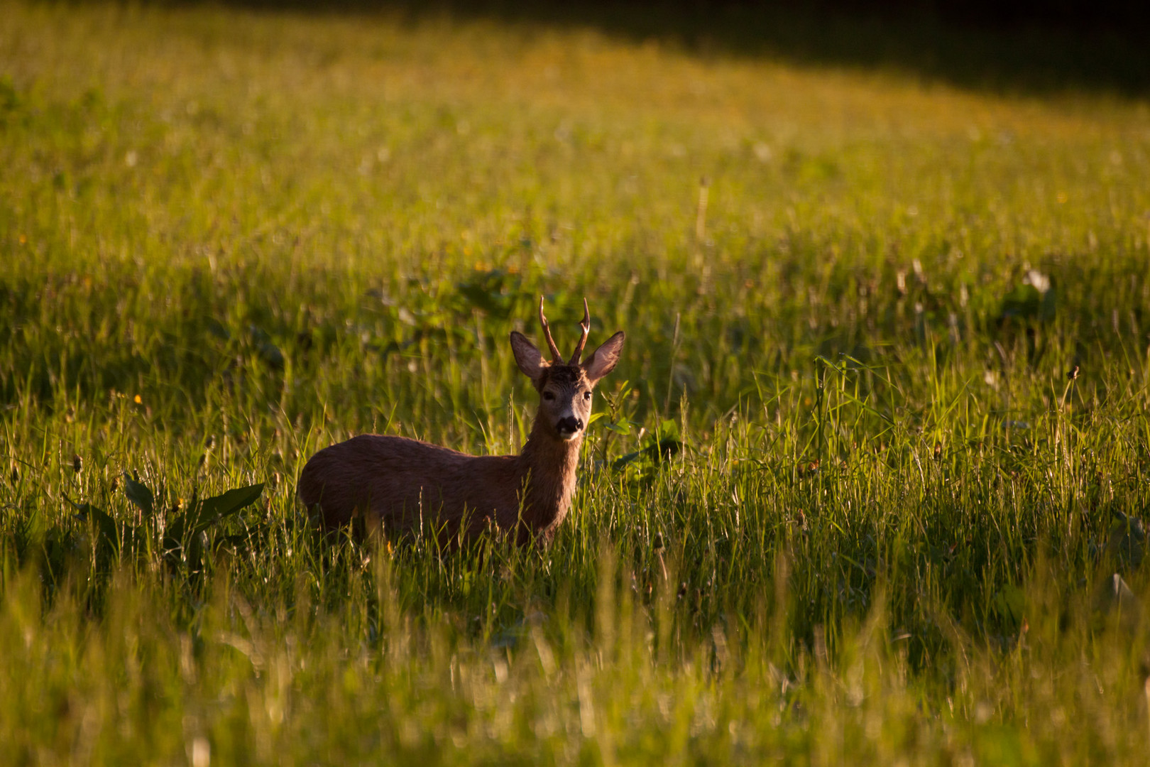 abendlicher Besucher