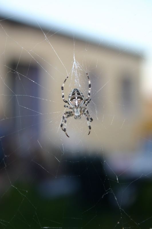 Abendlicher Besucher