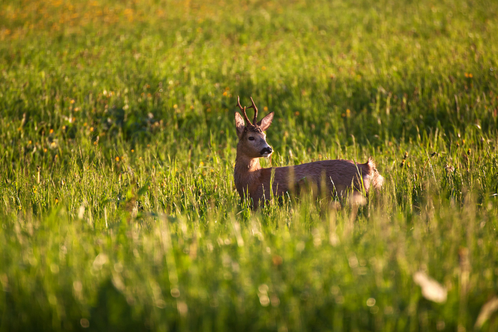 abendlicher Besucher -II-