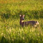 abendlicher Besucher -II-