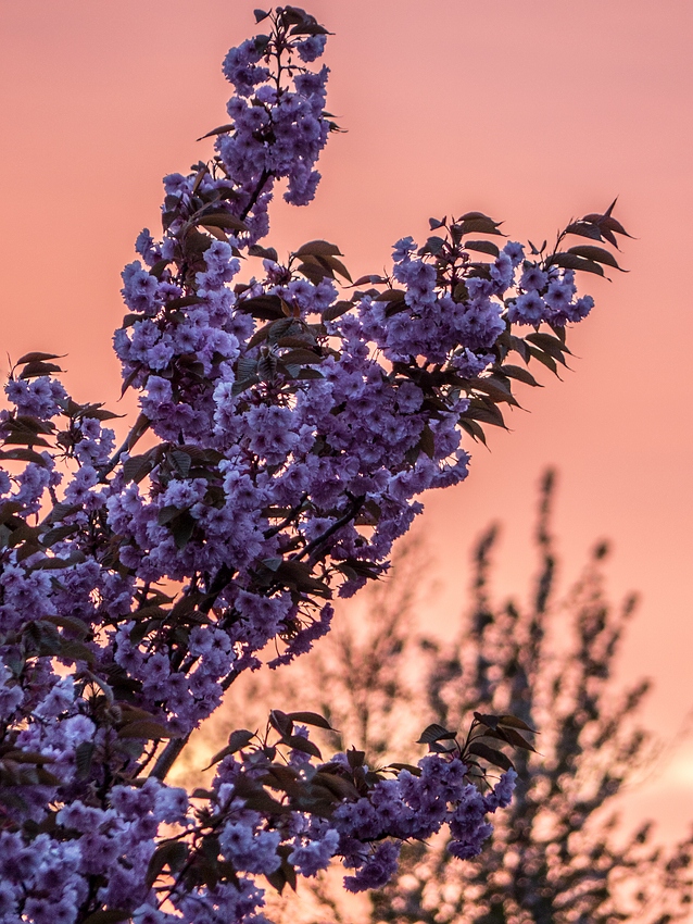 Abendlicher Blütenzauber