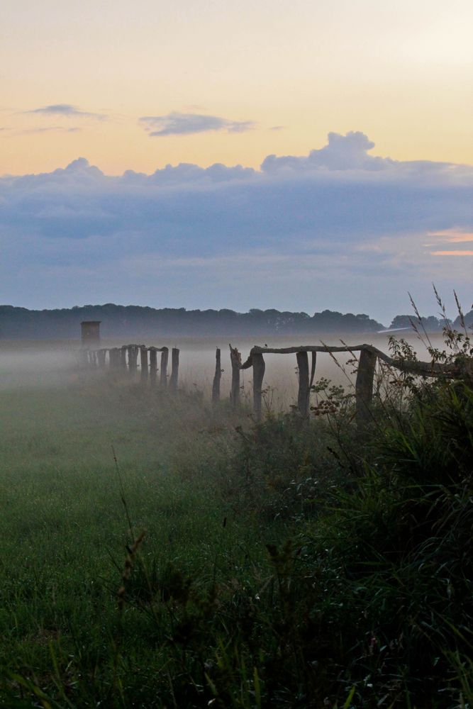 Abendlicher Bodennebel