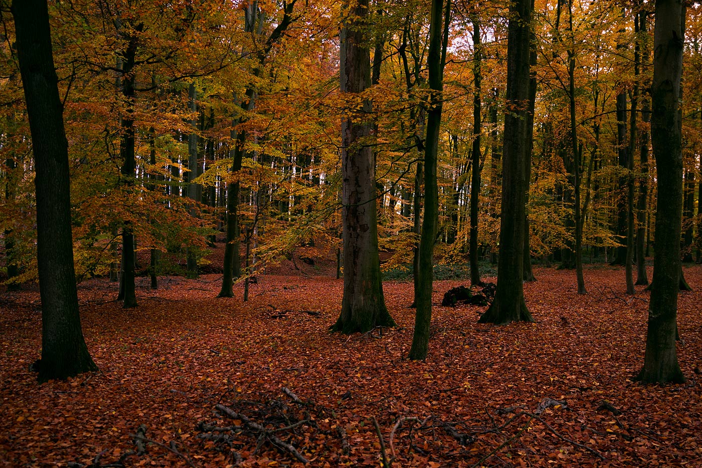 Abendlicher Buchenwald 