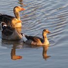 abendlicher Familienausflug....