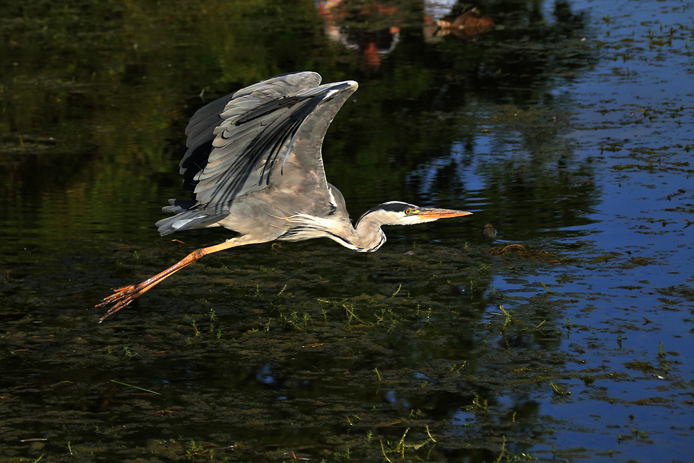 abendlicher Flug des Graureihers