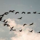 Abendlicher Flug zu den Schlafplätzen