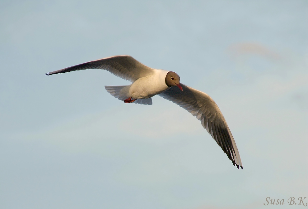 abendlicher Flugbegleiter