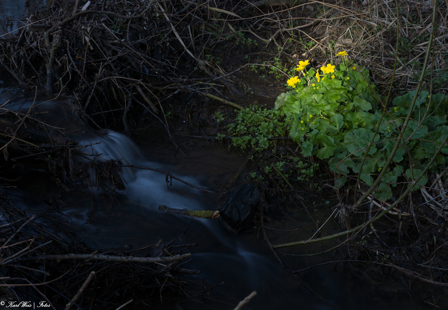 abendlicher Frühling am Bach