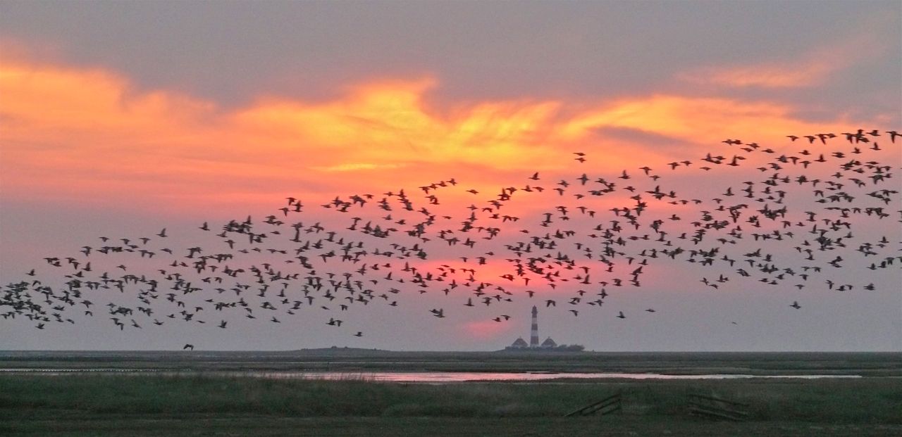 Abendlicher Gänseflug am Leuchtturm Westerhever