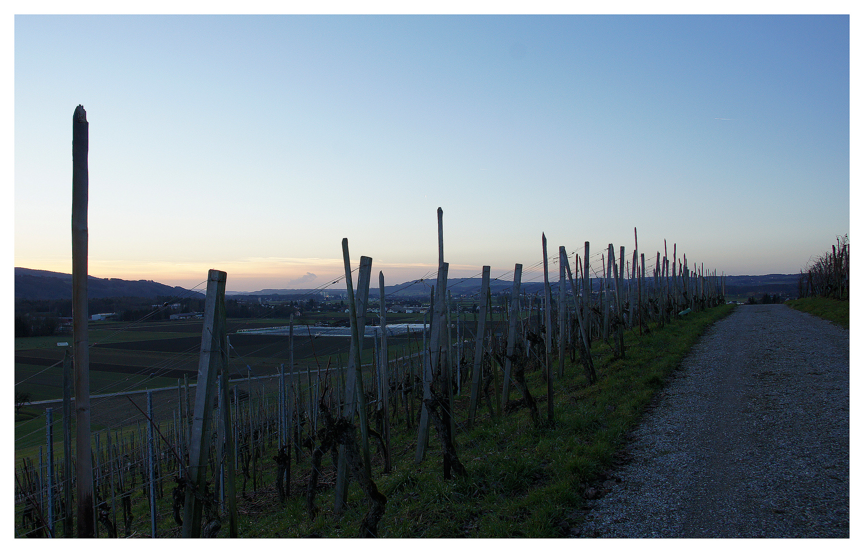 Abendlicher Gang durch den Rebberg