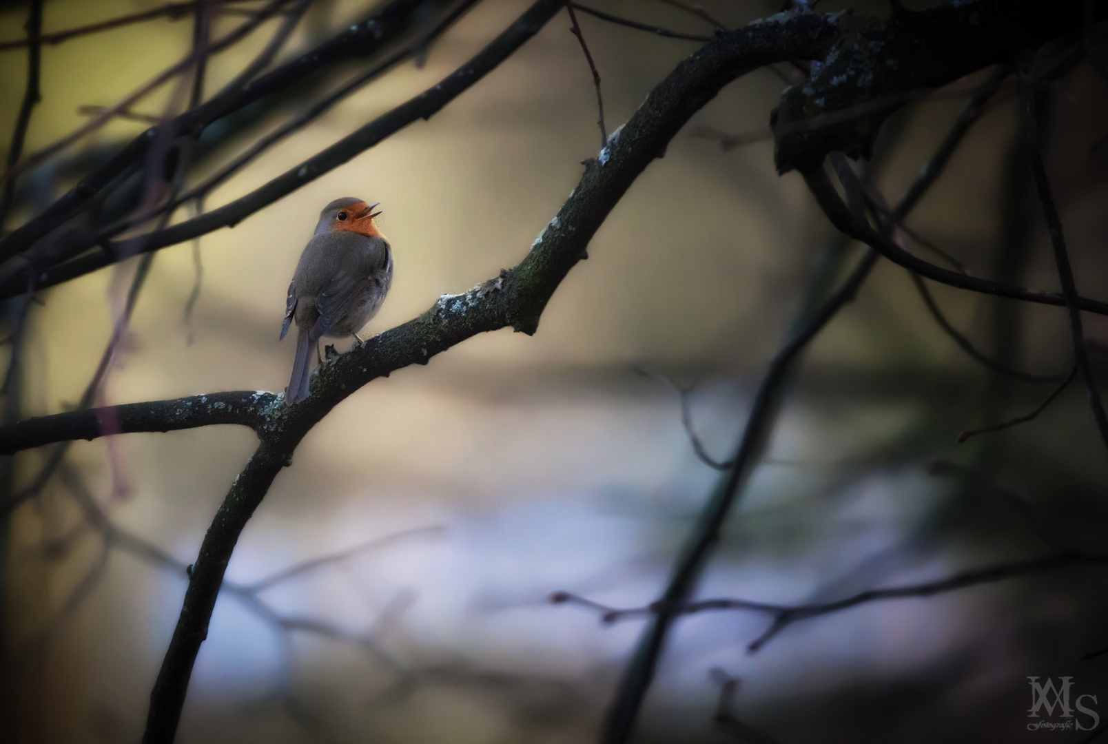 Abendlicher Gesang 