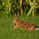 "abendlicher Hasen Spurt"