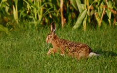 "abendlicher Hasen Spurt"