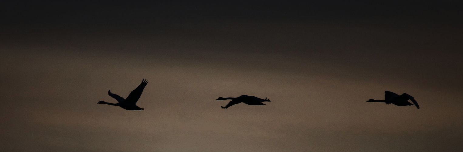 Abendlicher Heimflug