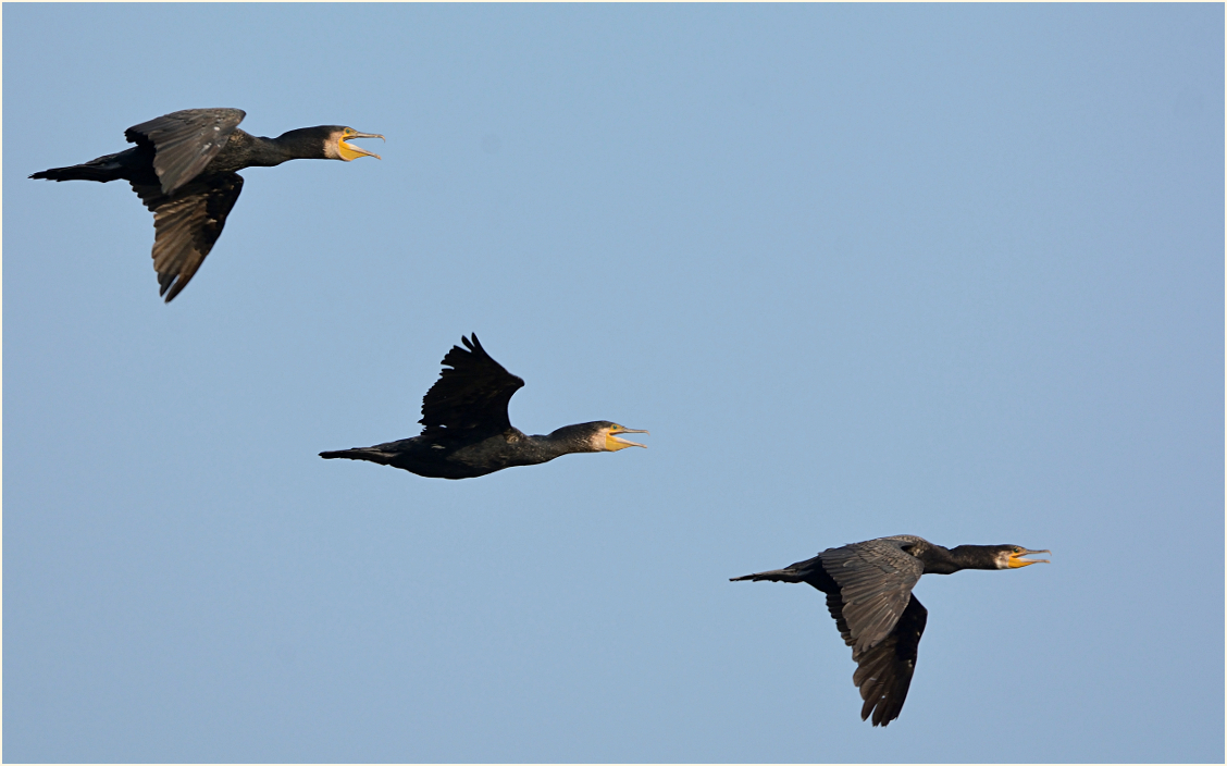 Abendlicher Heimflug