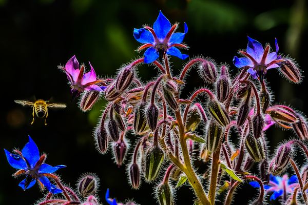 abendlicher Heimflug