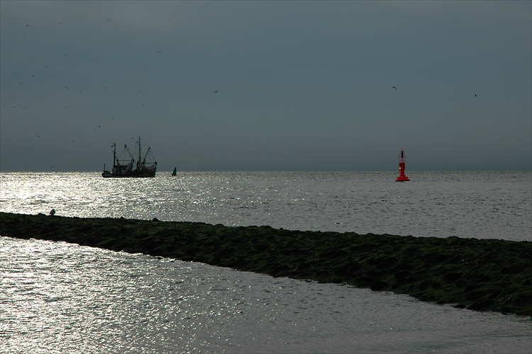 Abendlicher Krabbenfischer