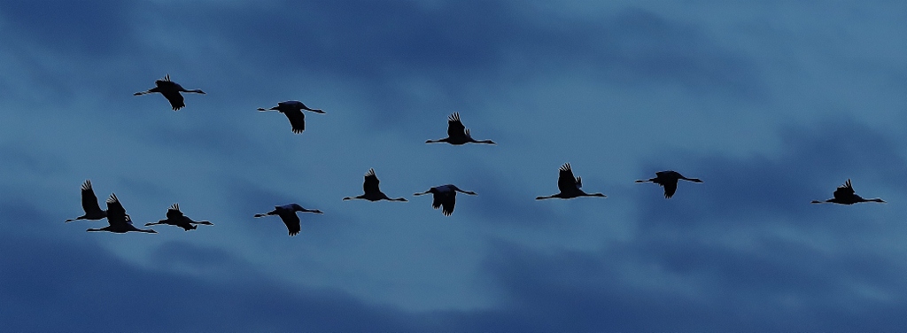 Abendlicher Kranichflug/ 2