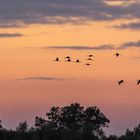 abendlicher Kranichflug