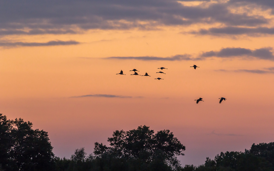 abendlicher Kranichflug