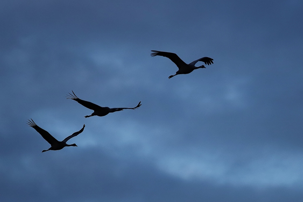 Abendlicher Kranichflug