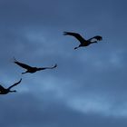 Abendlicher Kranichflug