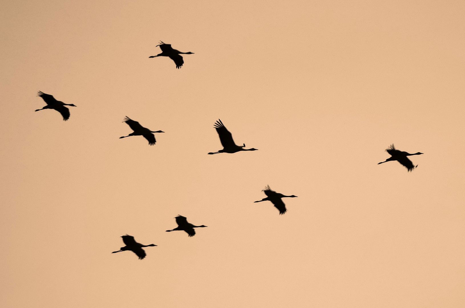 Abendlicher Kranichflug