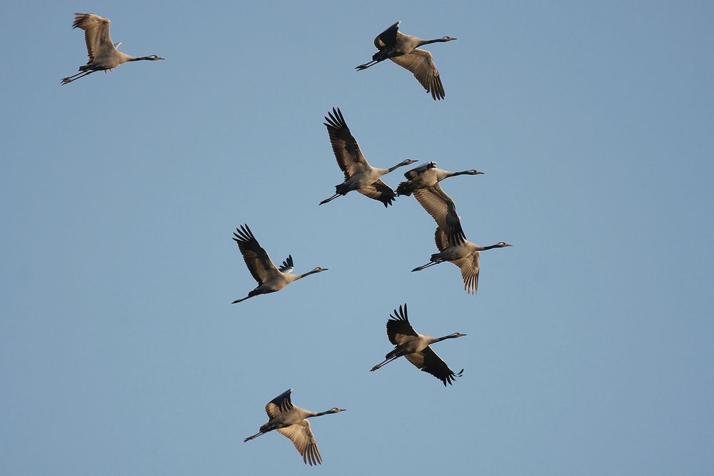 Abendlicher Landeanflug.....