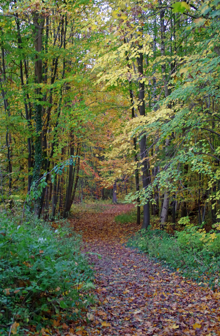 Abendlicher Laubwald in Norddeutschland, Ende Oktober.