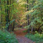 Abendlicher Laubwald in Norddeutschland, Ende Oktober.