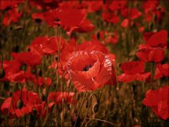 Abendlicher Mohn